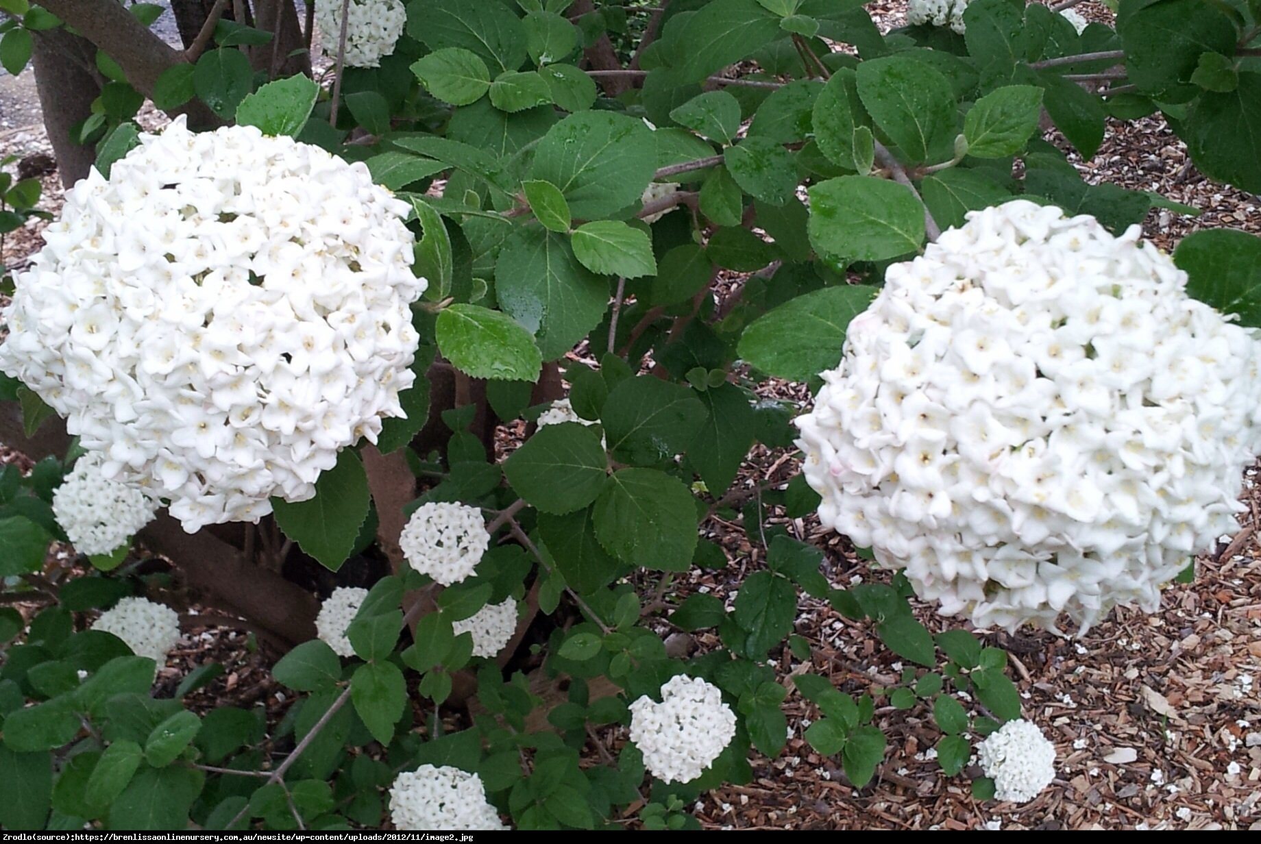 Kalina Burkwoodii- oszałamiający ZAPACH!!! - Viburnum burkwoodii