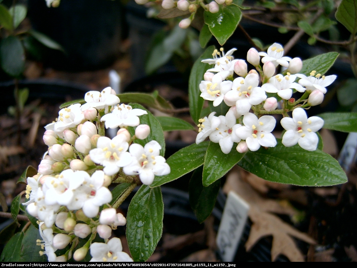 Kalina Burkwoodii- oszałamiający ZAPACH!!! - Viburnum burkwoodii