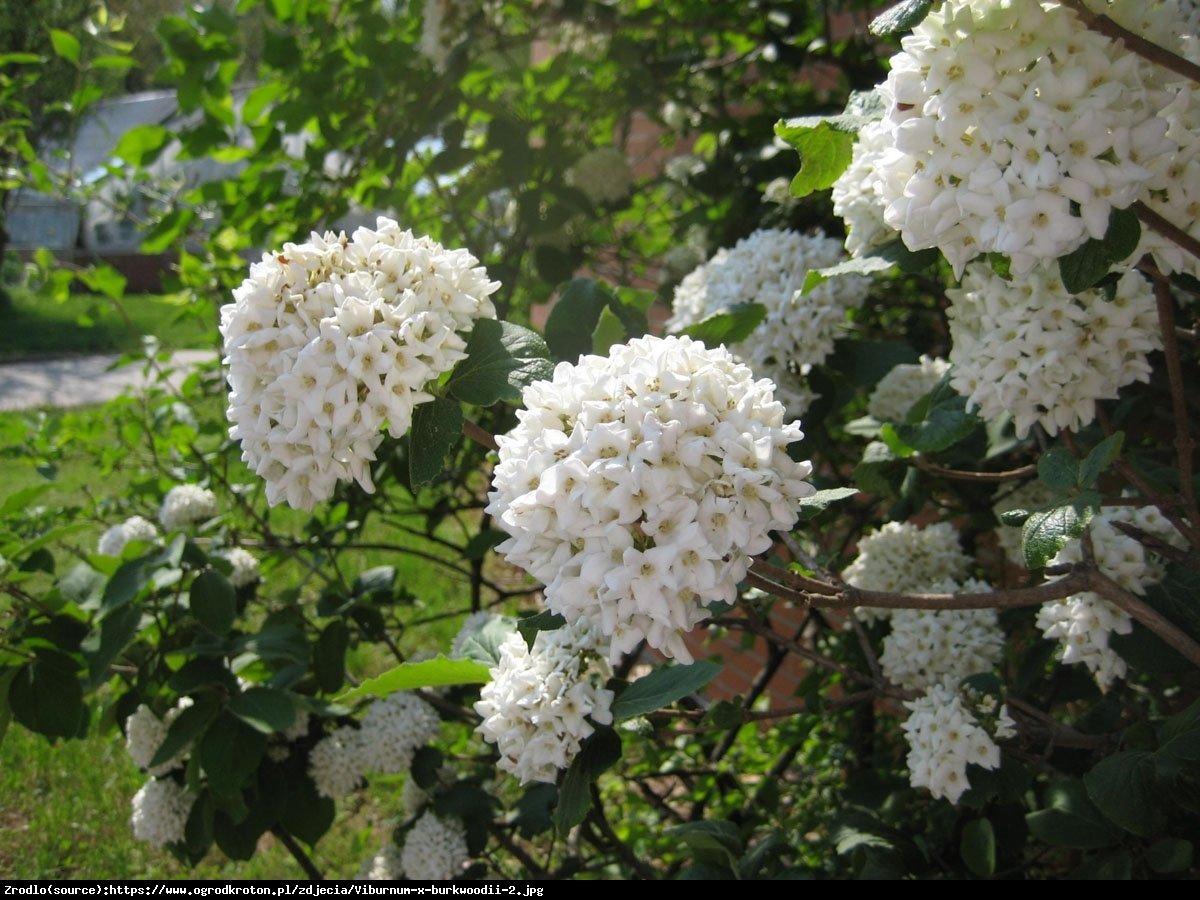 Kalina Burkwoodii- oszałamiający ZAPACH!!! - Viburnum burkwoodii