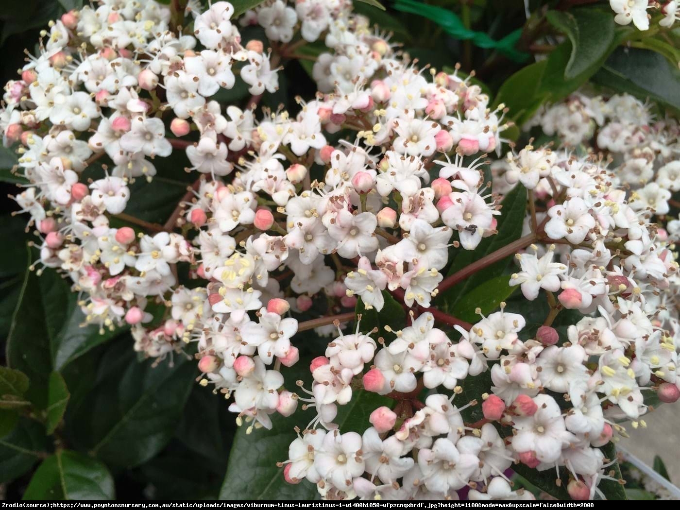 Kalina Burkwoodii ANNE RUSSELL Tanio - Viburnum burkwoodii ANNE RUSSELL