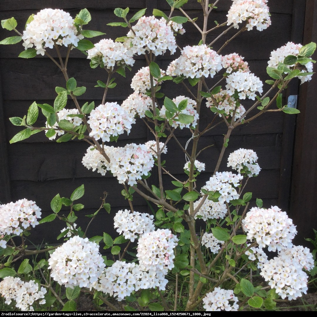 Kalina Burkwoodii ANNE RUSSELL Tanio - Viburnum burkwoodii ANNE RUSSELL