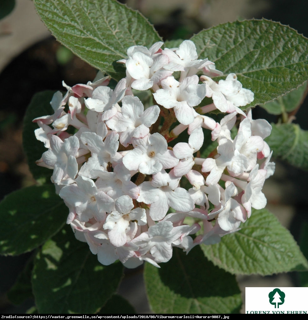 kalina koreańska Aurora - Viburnum carlesii  Aurora