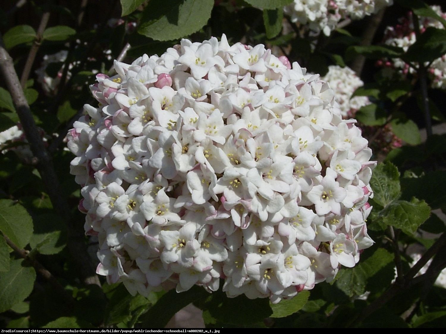 kalina koreańska Aurora - Viburnum carlesii  Aurora