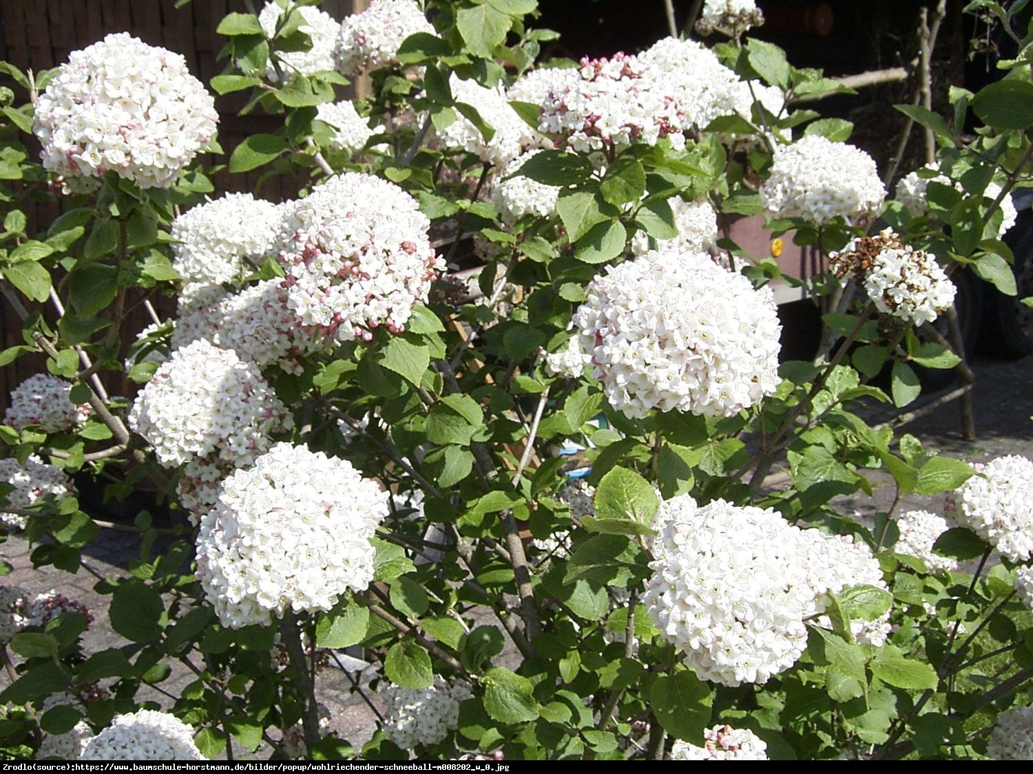 kalina koreańska Aurora - Viburnum carlesii  Aurora