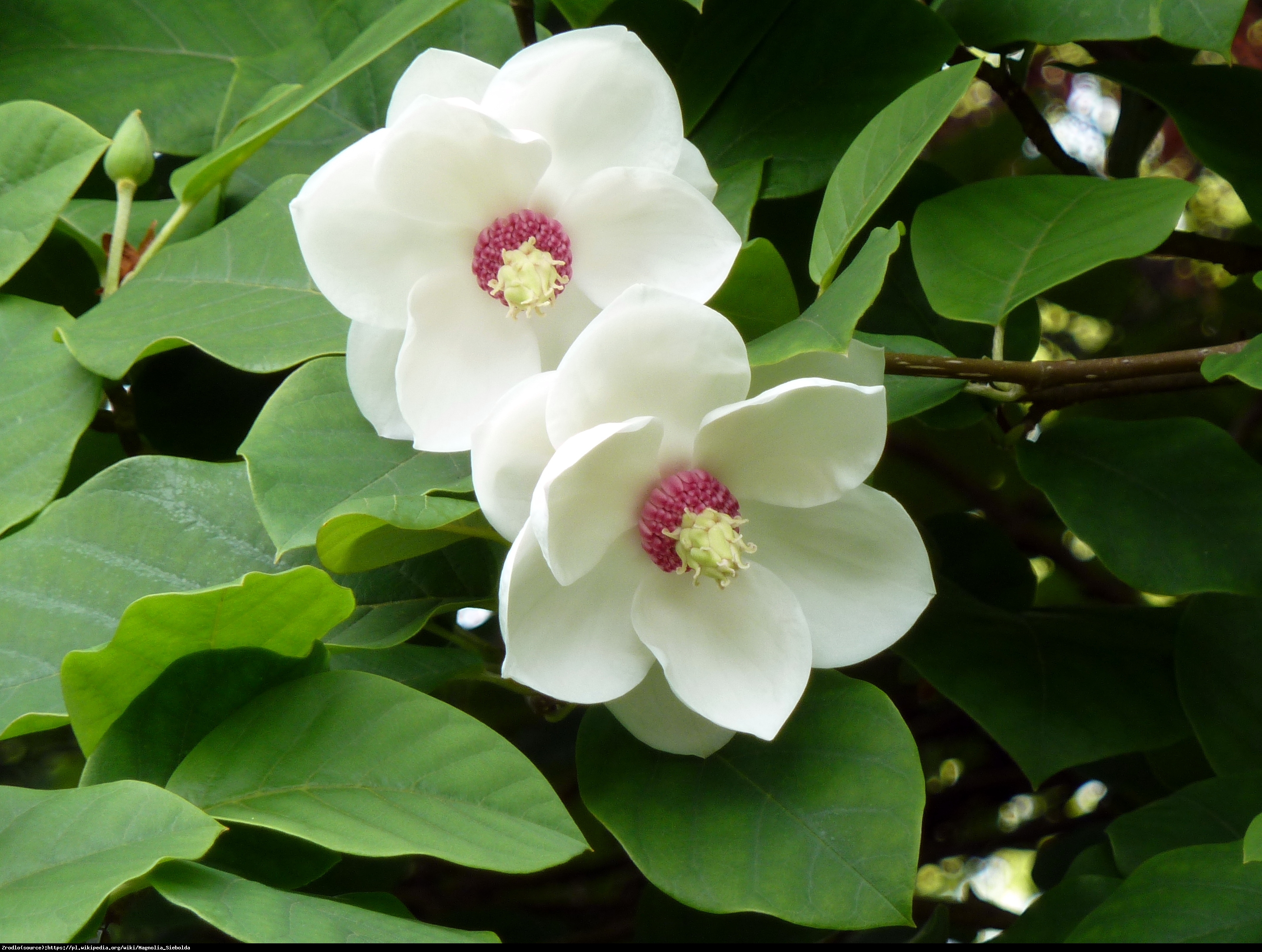 Magnolia Siebolda Duża C3 - Magnolia Sieboldii 