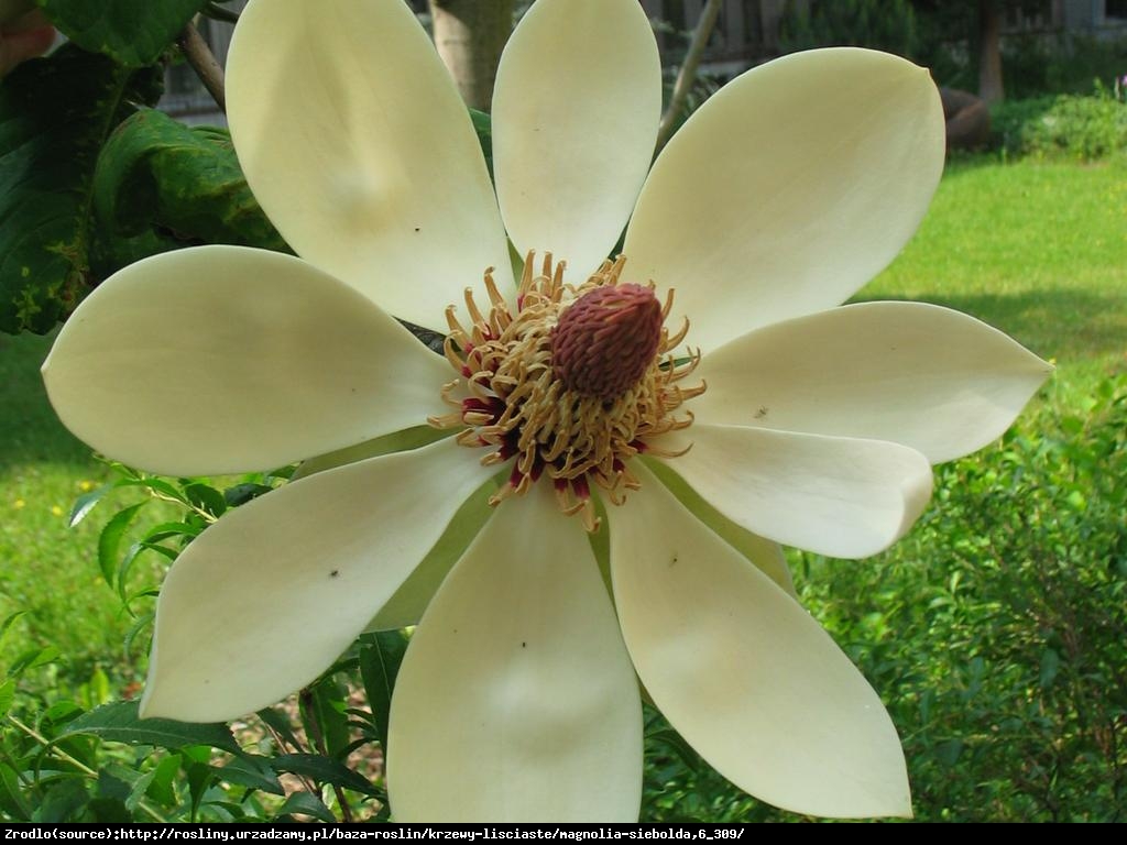Magnolia Siebolda Duża C3 - Magnolia Sieboldii 