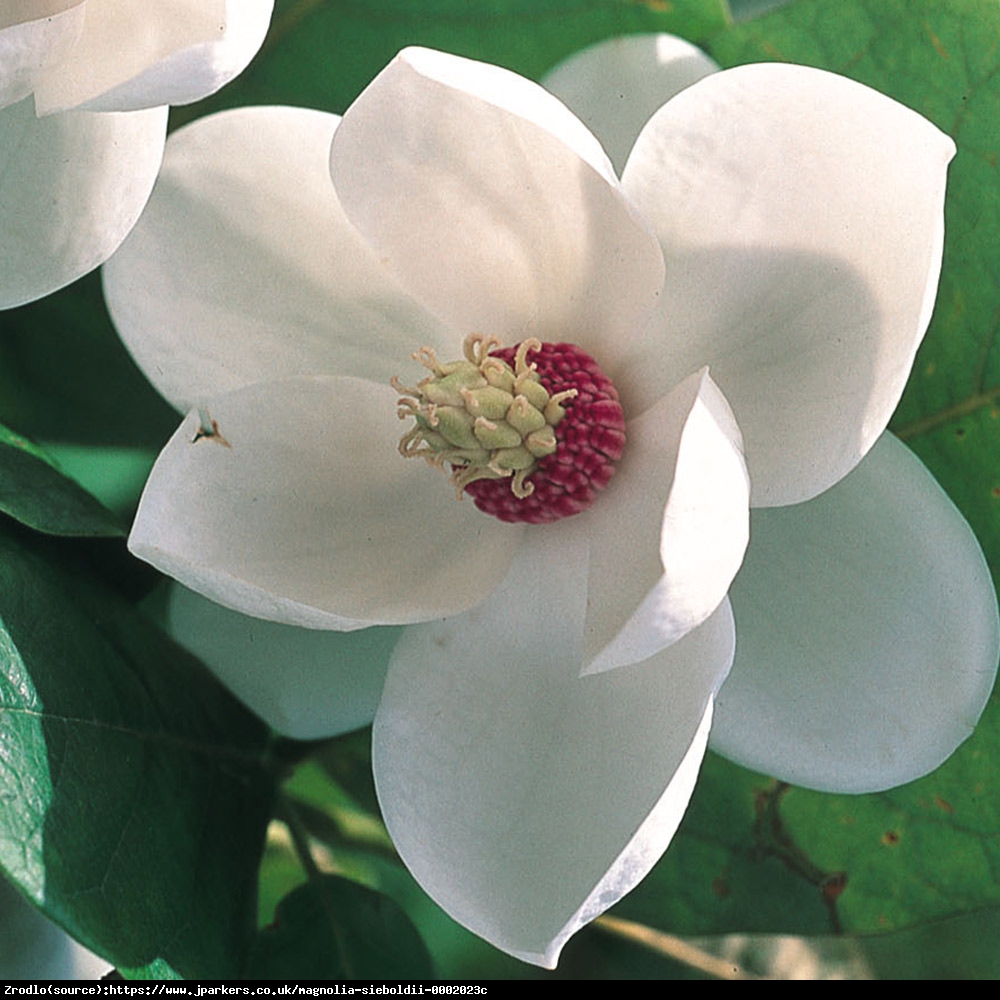 Magnolia Siebolda Duża C3 - Magnolia Sieboldii 