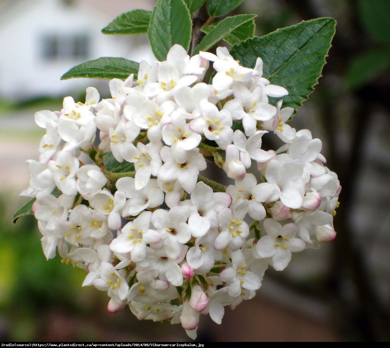 Kalina angielska - Viburnum carlcephalum