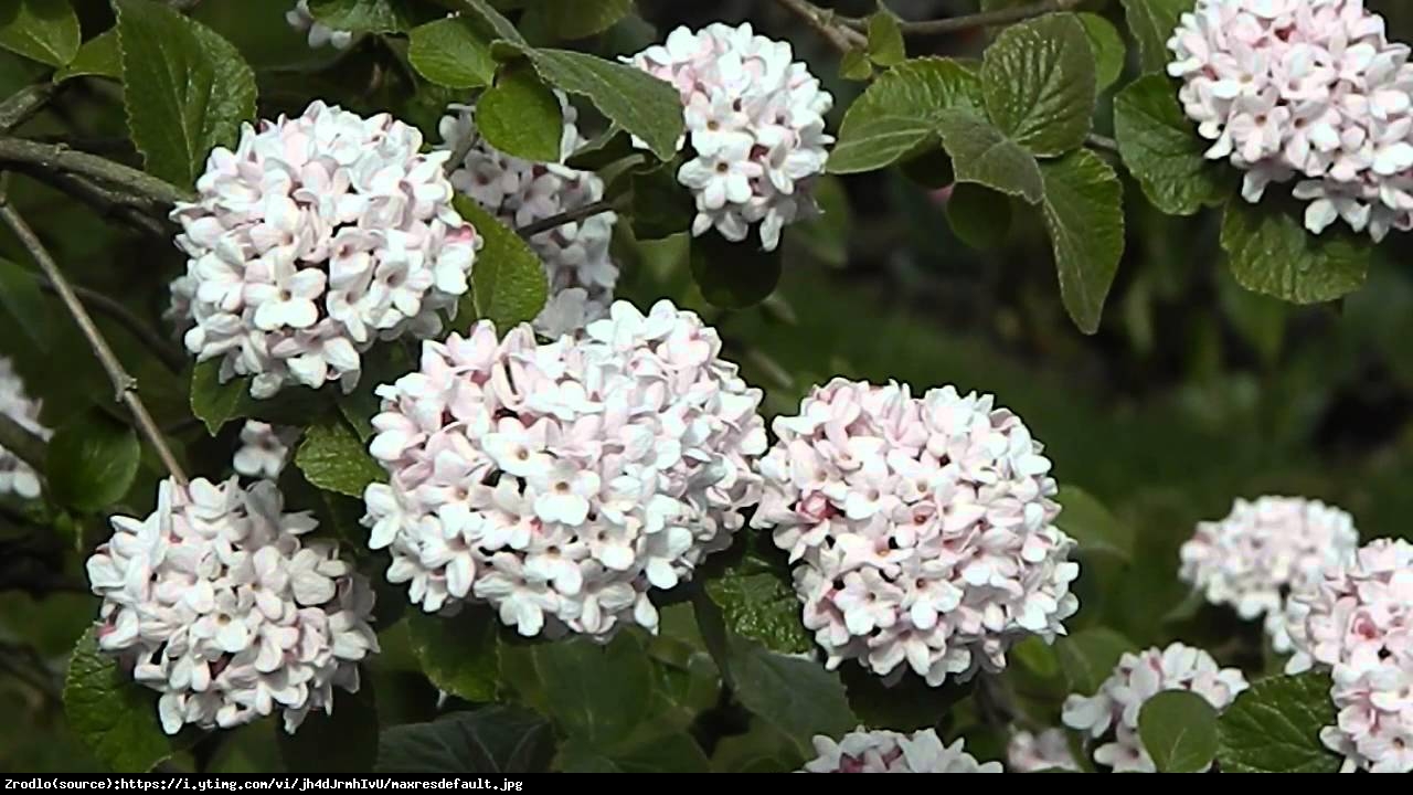 Kalina angielska - Viburnum carlcephalum