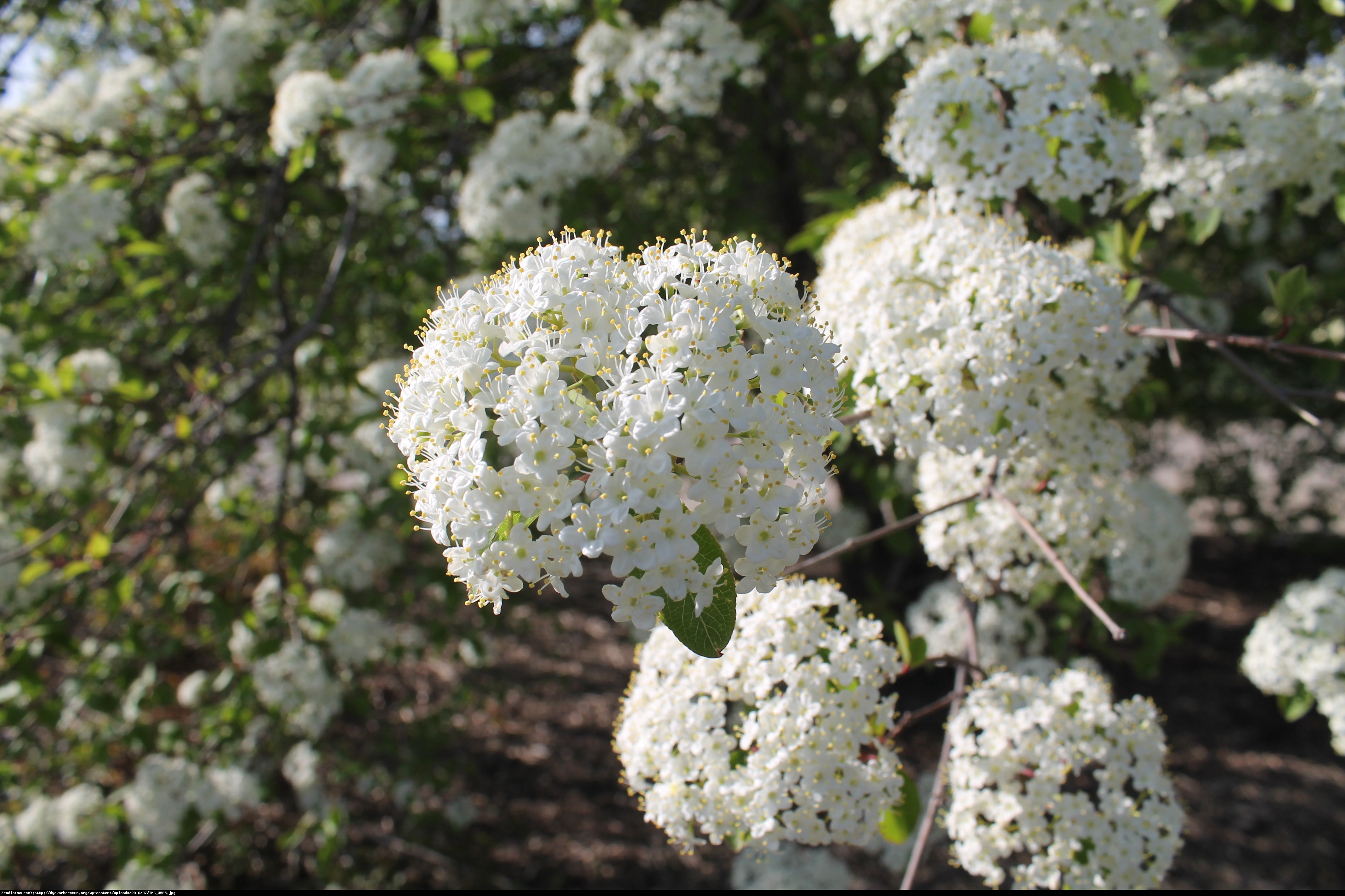Kalina angielska Viburnum carlcephalum