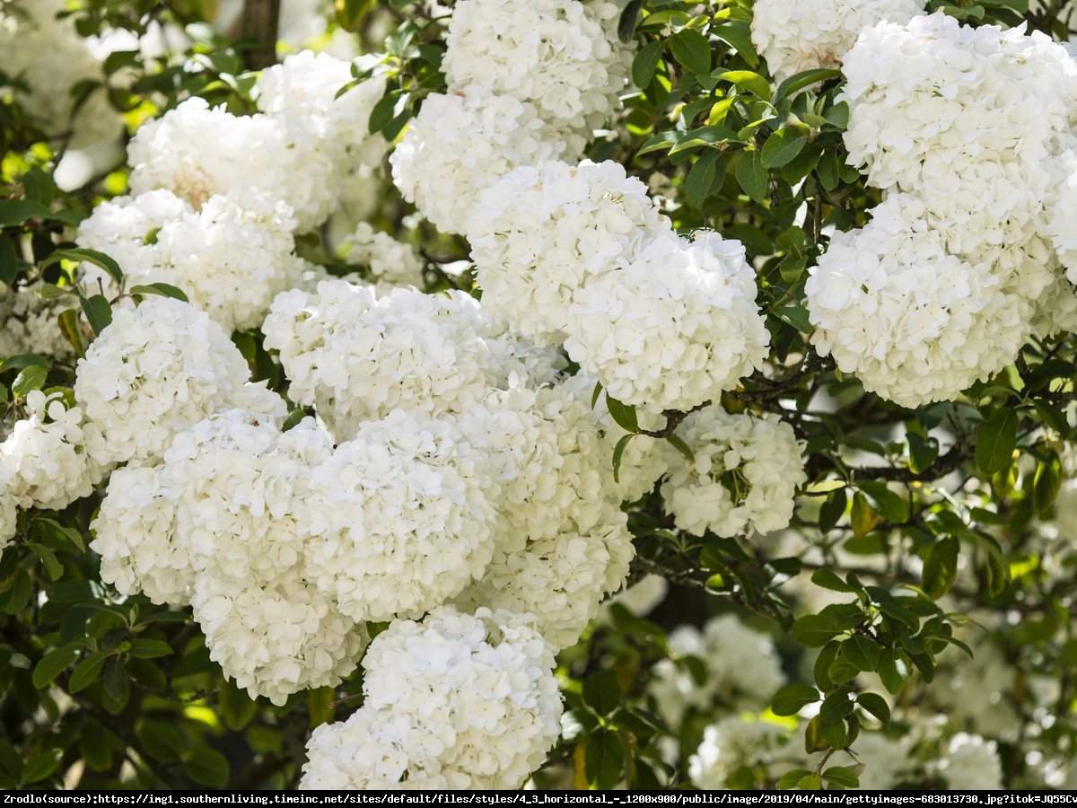 Kalina angielska - Viburnum carlcephalum