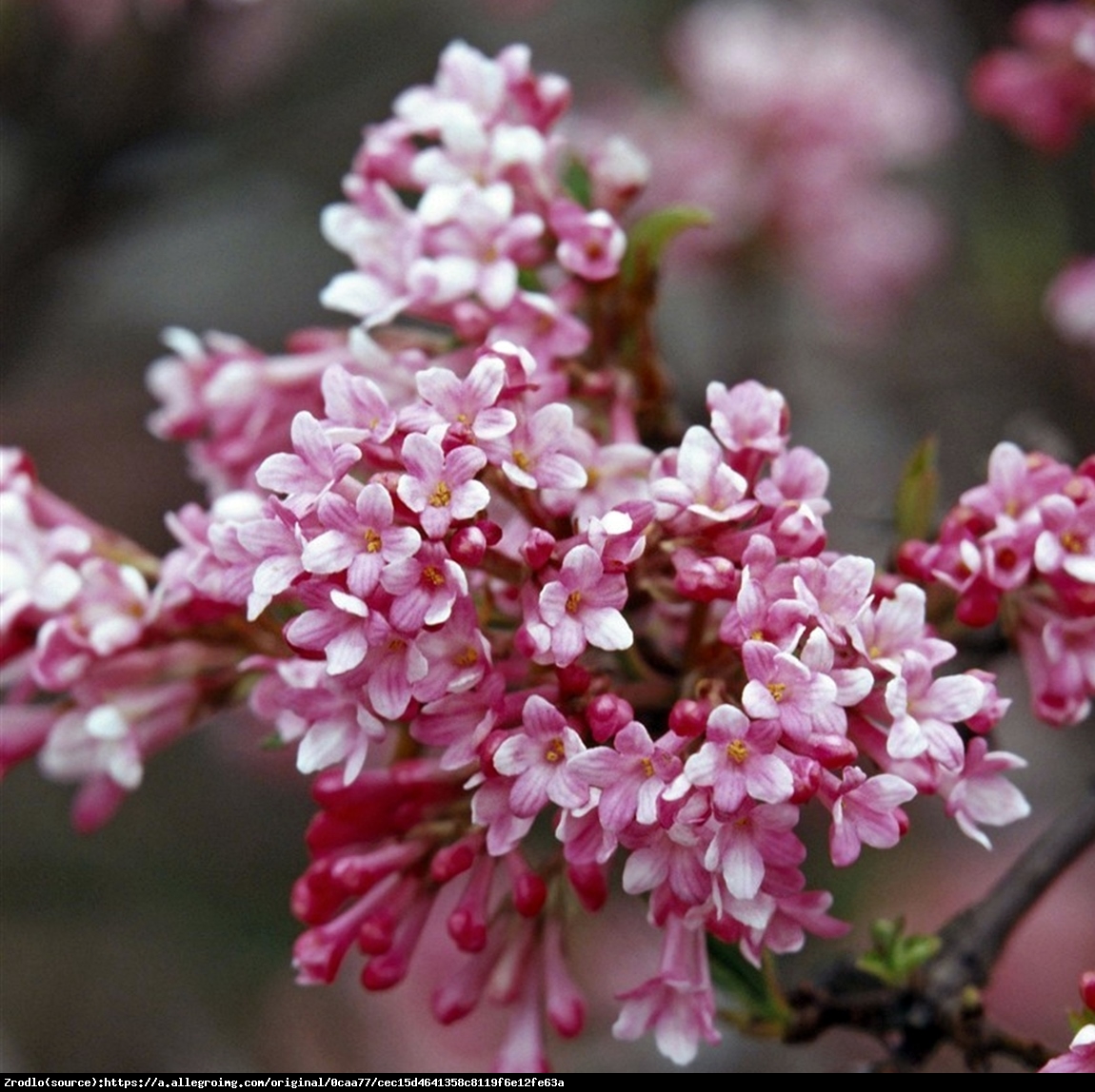 Kalina wonna Nanum  - Viburnum farreri  Nanum 