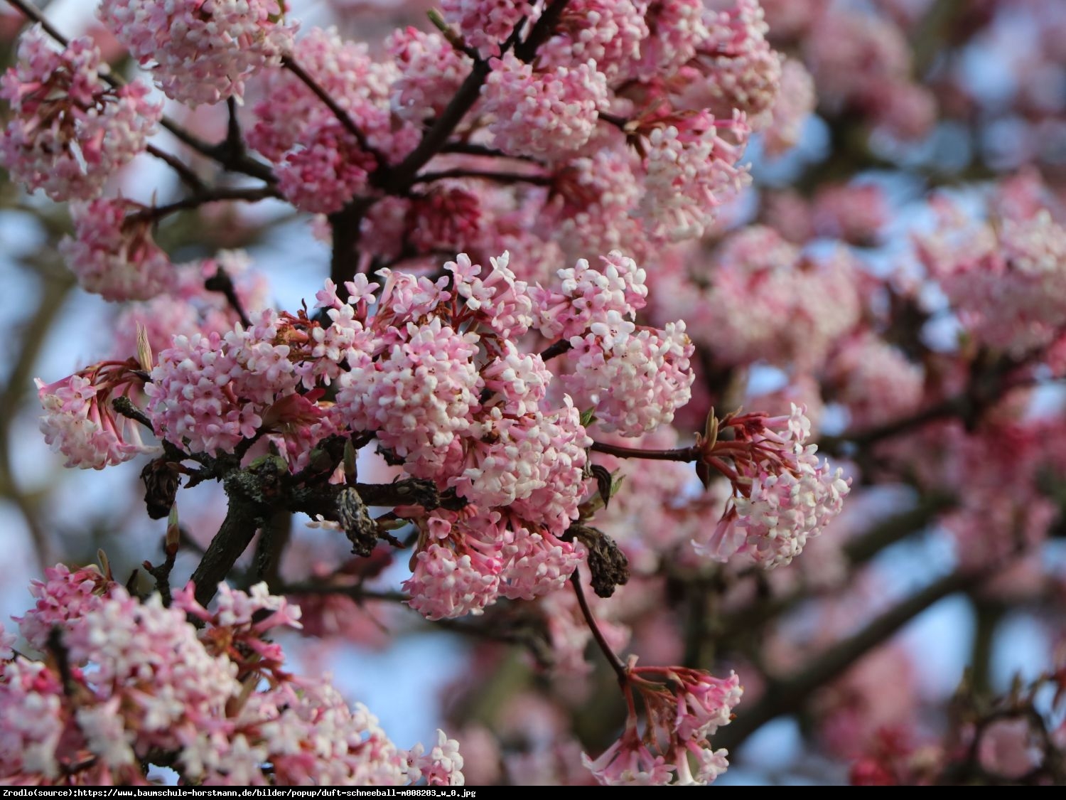 Kalina wonna Nanum  - Viburnum farreri  Nanum 