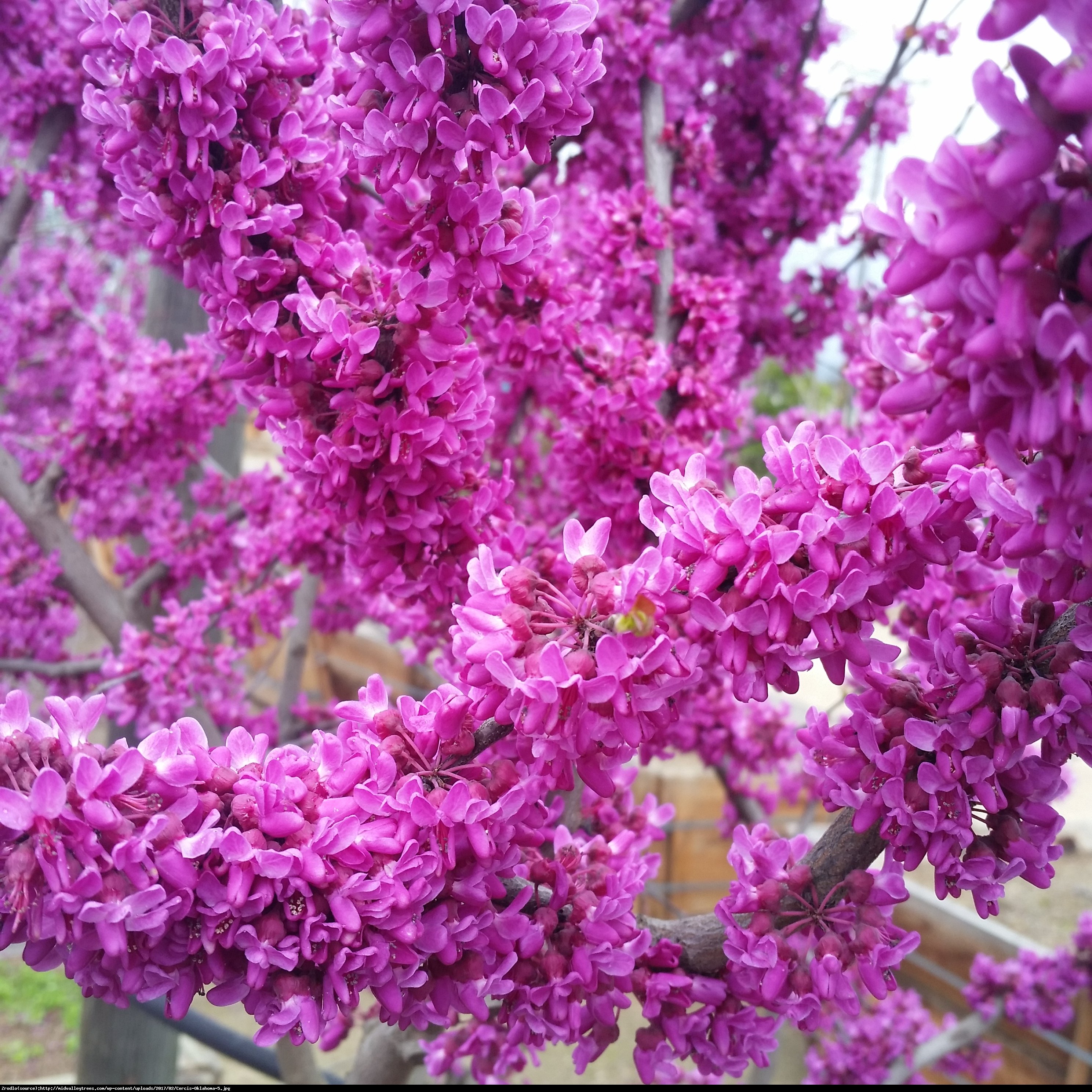 Judaszowiec kanadyjski - JADALNE KWIATY W KOLORZE FUKSJI - Cercis canadensis