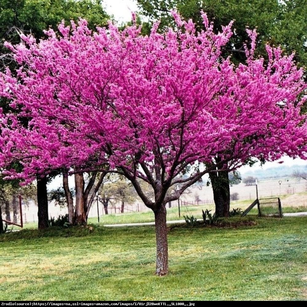 Judaszowiec kanadyjski - JADALNE KWIATY W KOLORZE FUKSJI - Cercis canadensis