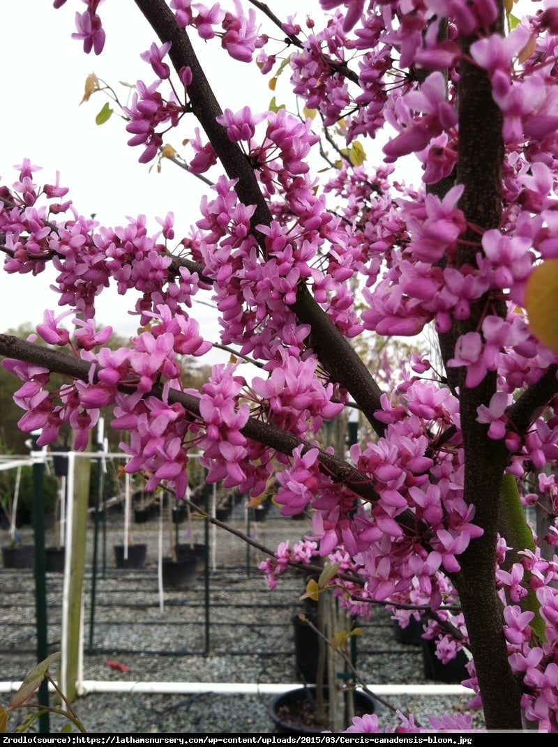 Judaszowiec kanadyjski - JADALNE KWIATY W KOLORZE FUKSJI - Cercis canadensis