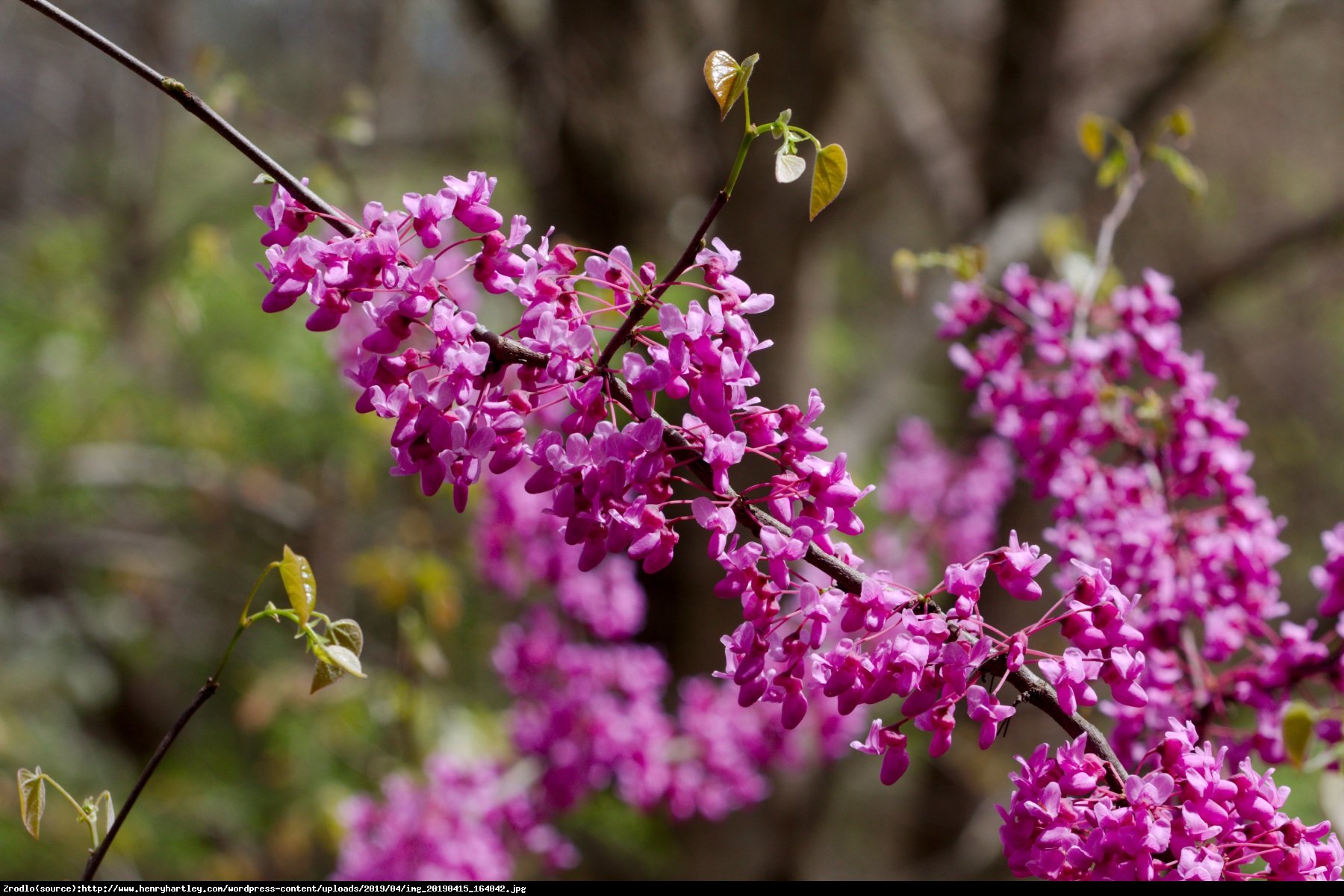 Judaszowiec kanadyjski - JADALNE KWIATY W KOLORZE FUKSJI - Cercis canadensis