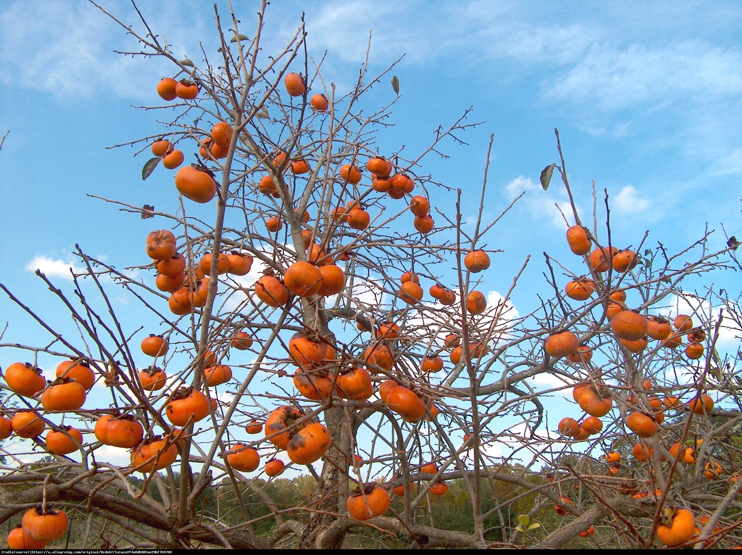 Hurma wschodnia  - Diospyros kaki