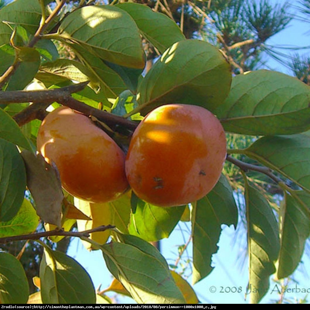 Hurma wschodnia  - Diospyros kaki