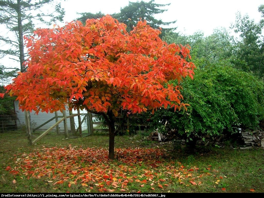 Hurma wschodnia  - Diospyros kaki