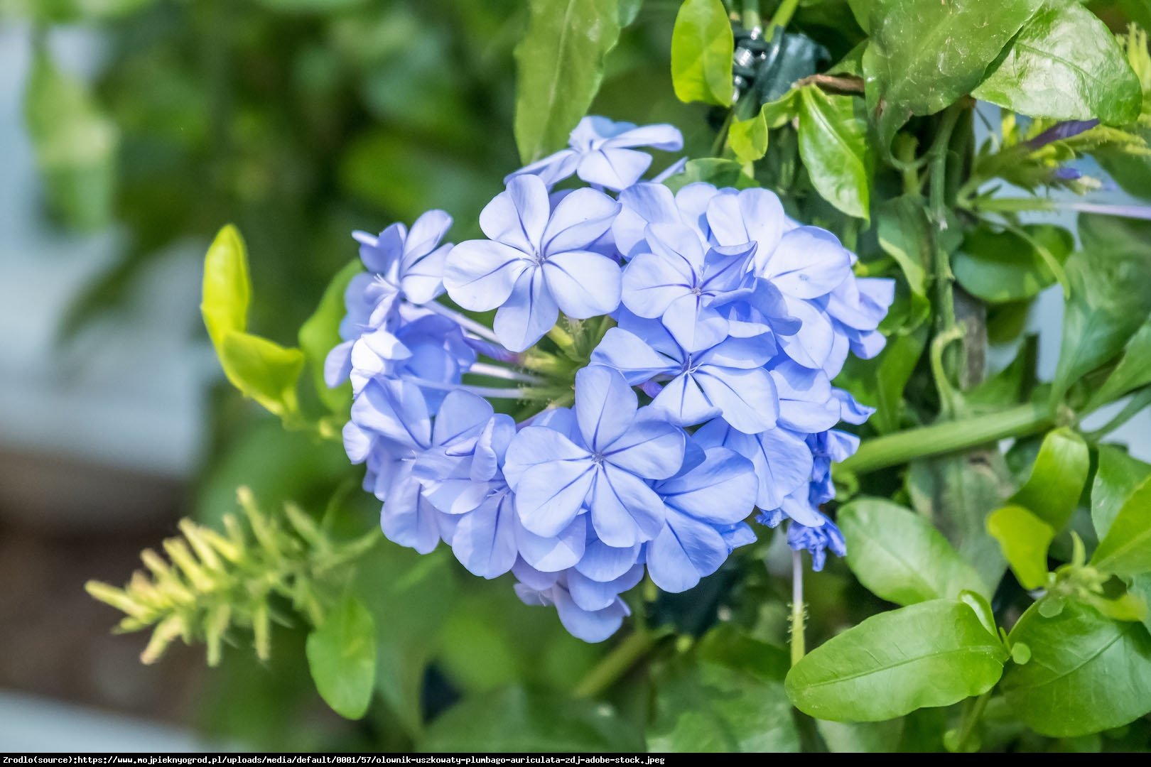 Ołownik - Plumbago auriculata