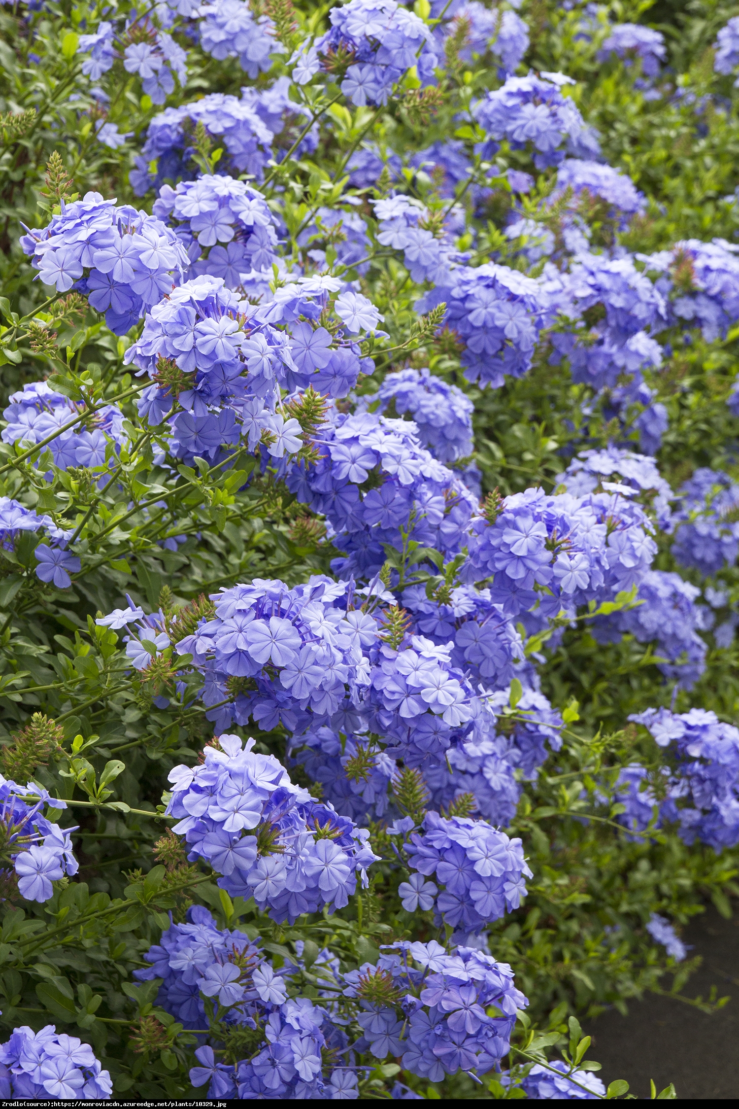 Ołownik - Plumbago auriculata