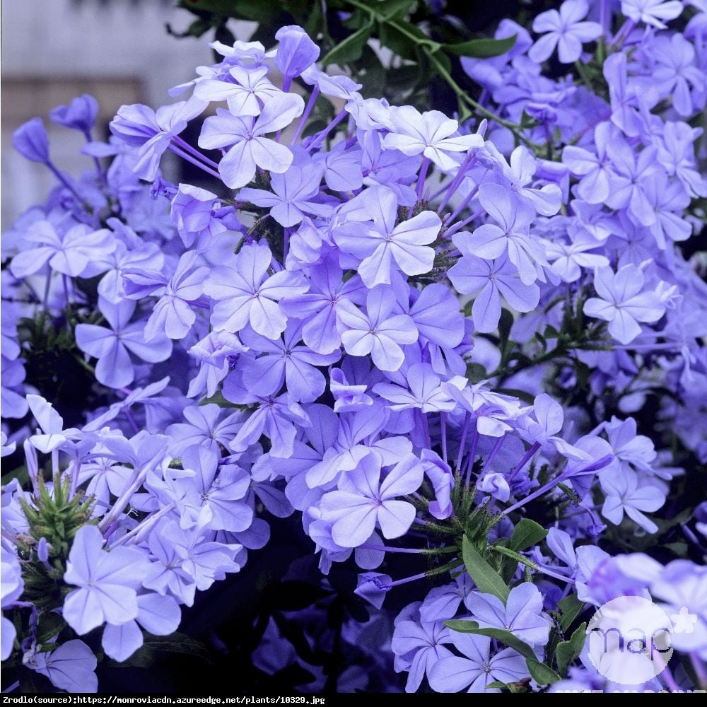 Ołownik - Plumbago auriculata