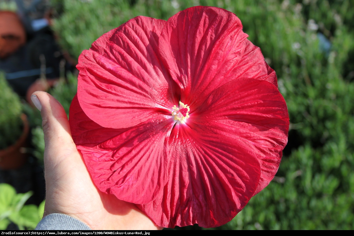 Hibiskus bagienny XXL Luna Red - Hibiscus moscheutos XXL Luna Red