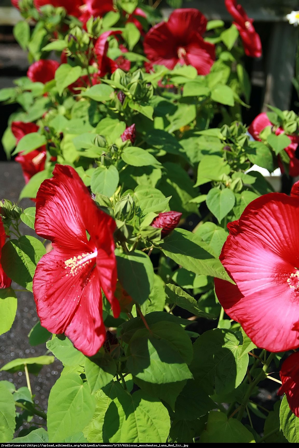 Hibiskus bagienny XXL Luna Red - Hibiscus moscheutos XXL Luna Red