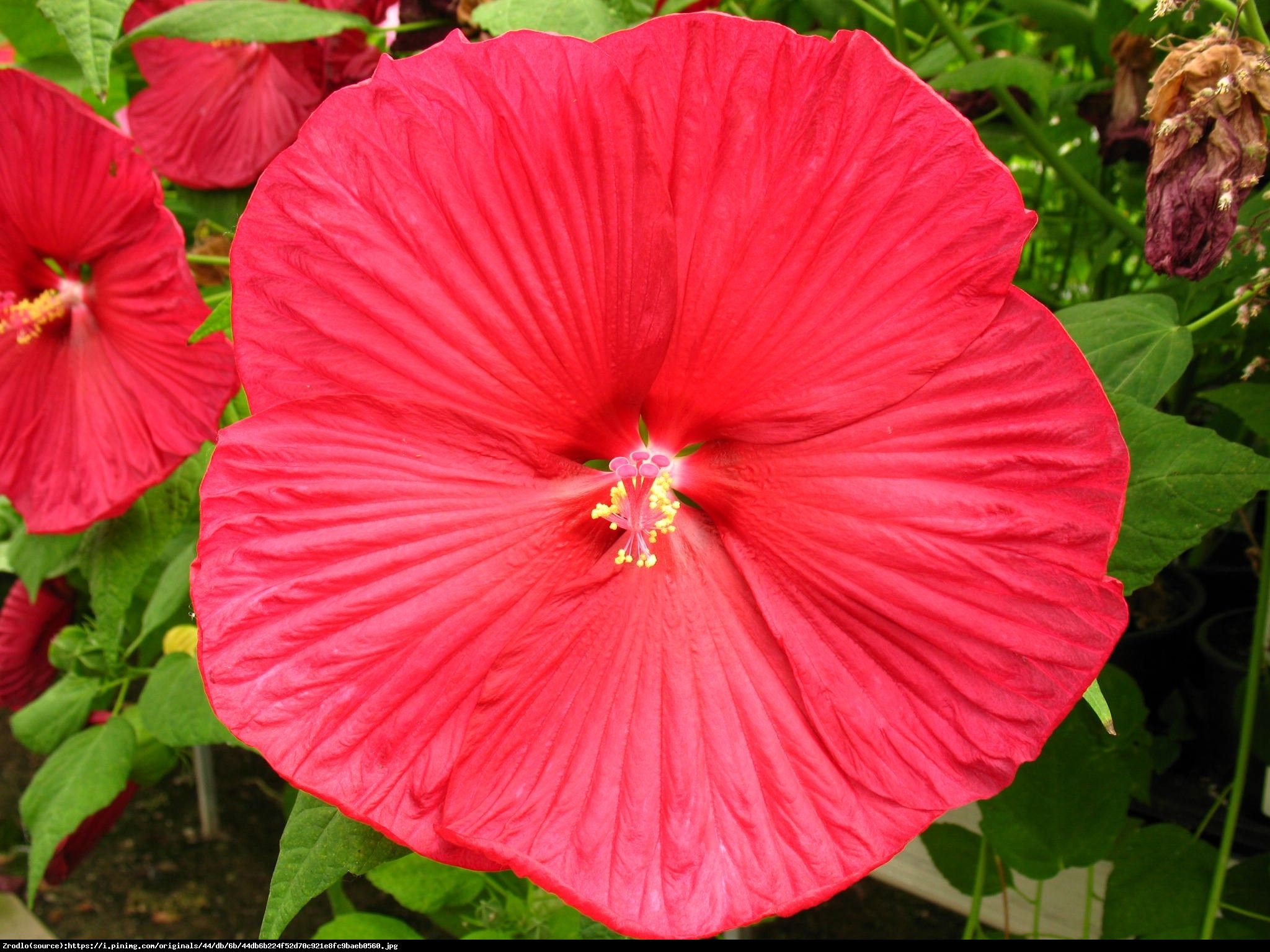 Hibiskus bagienny XXL Luna Red Hibiscus moscheutos XXL Luna Red