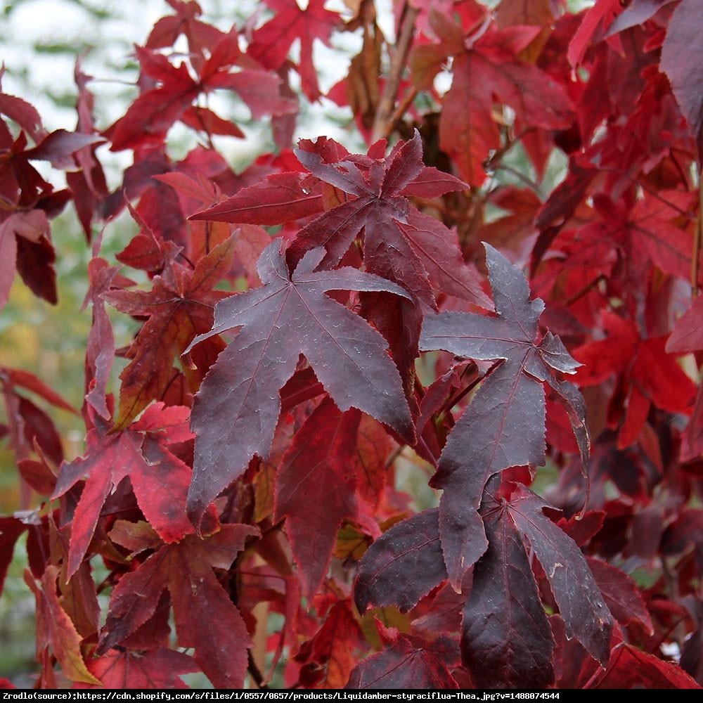 Ambrowiec Amerykański P9 - Liquidambar styraciflua