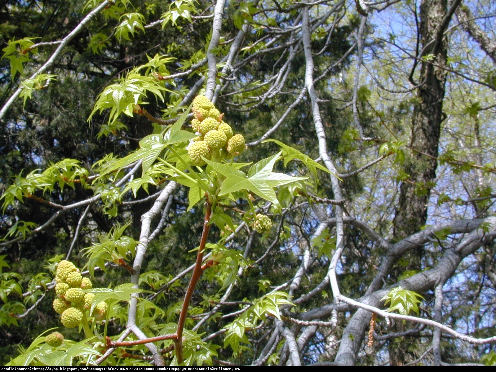 Ambrowiec Amerykański P9 - Liquidambar styraciflua