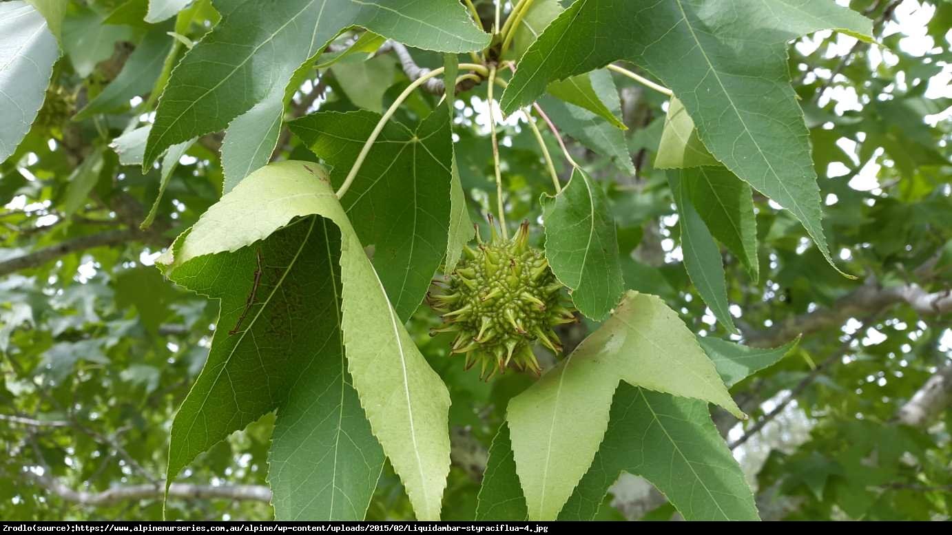 Ambrowiec Amerykański P9 - Liquidambar styraciflua