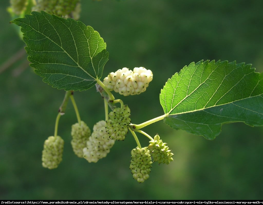 Morwa biała - Morus alba