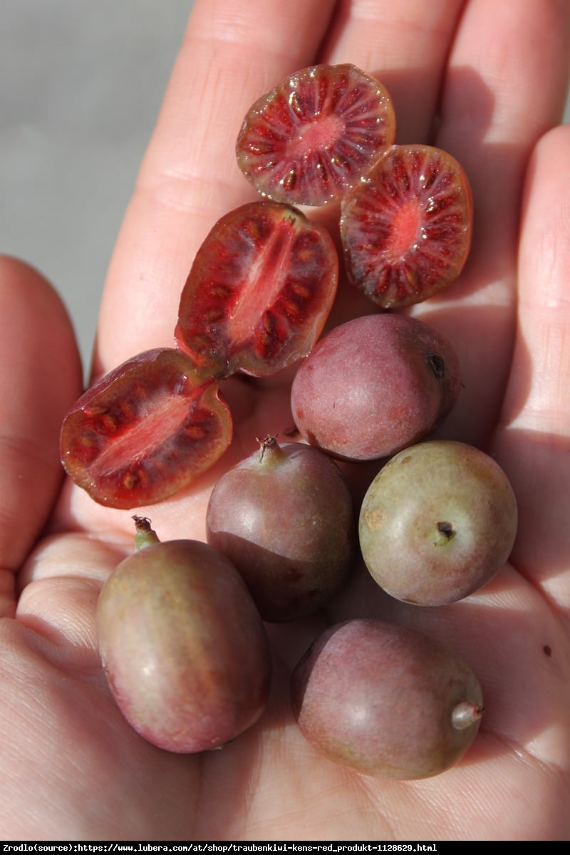 mini Kiwi aktinidia ostrolistna  Kens Red - Actinidia arguta  Ken s Red 