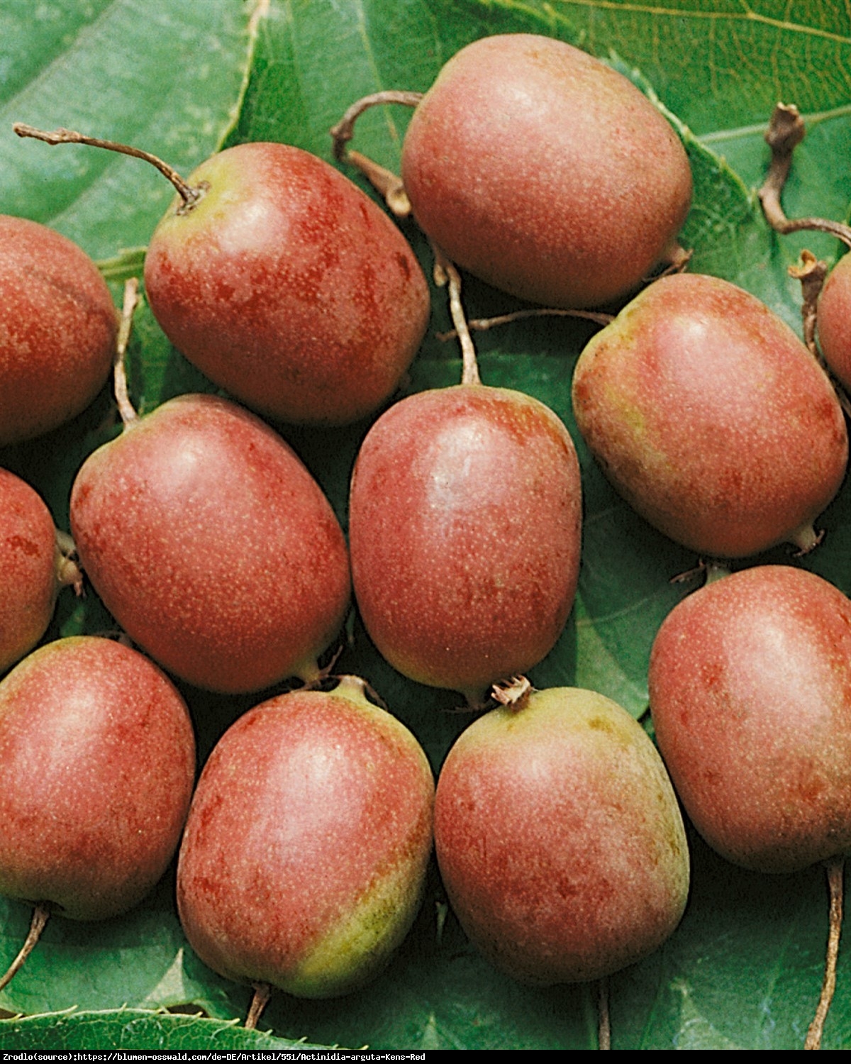 mini Kiwi aktinidia ostrolistna  Kens Red - Actinidia arguta  Ken s Red 