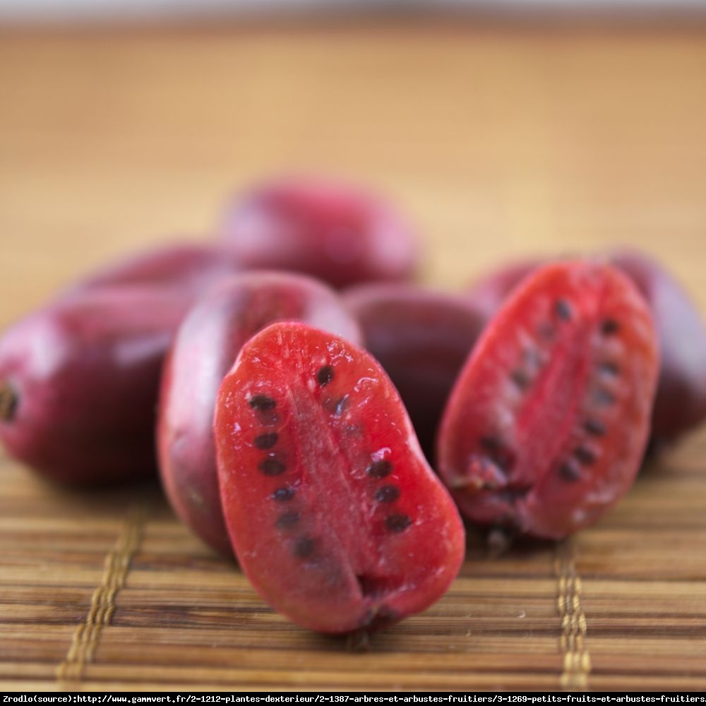 mini Kiwi aktinidia ostrolistna  Kens Red - Actinidia arguta  Ken s Red 