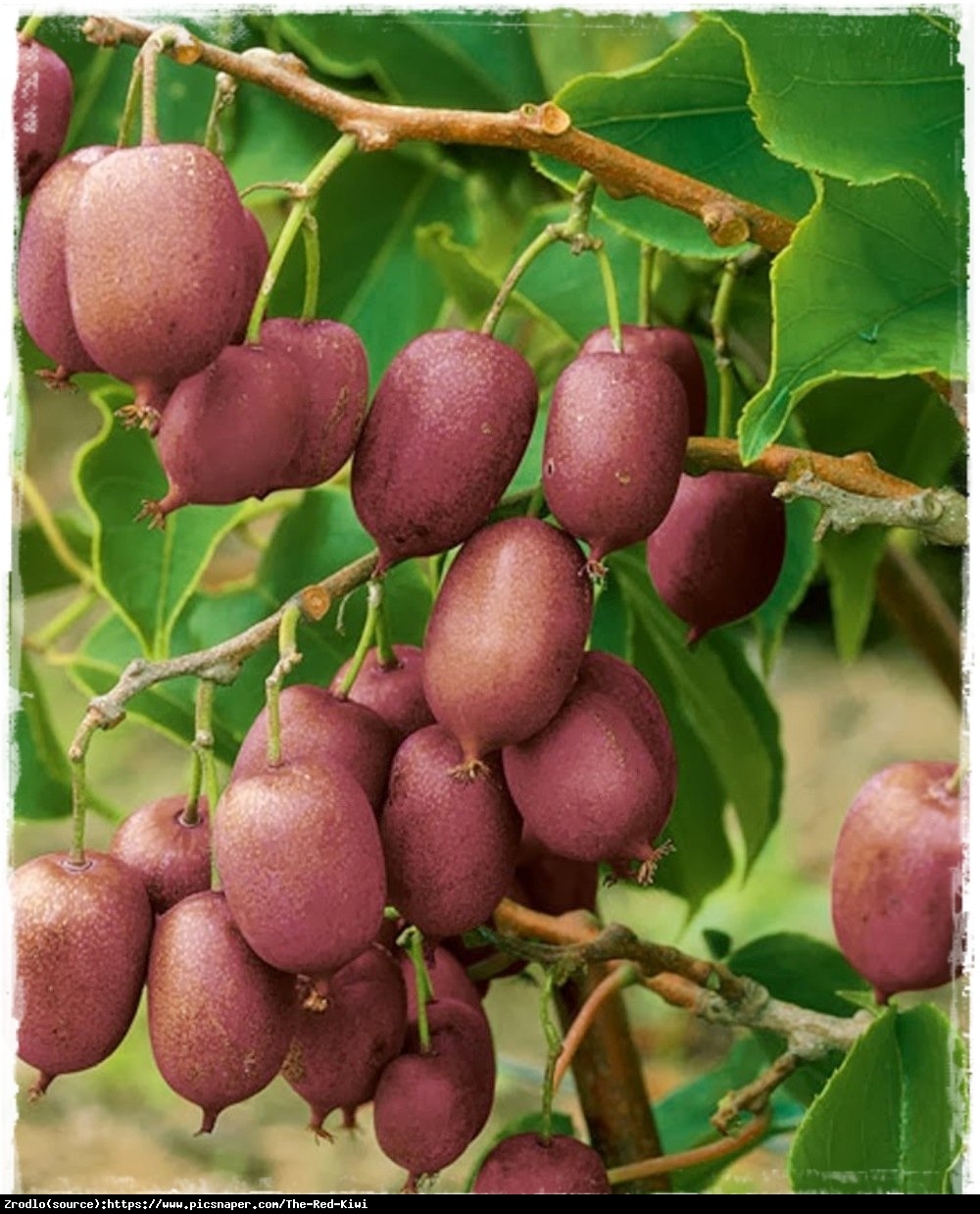 mini Kiwi aktinidia ostrolistna  Kens Red - Actinidia arguta  Ken s Red 