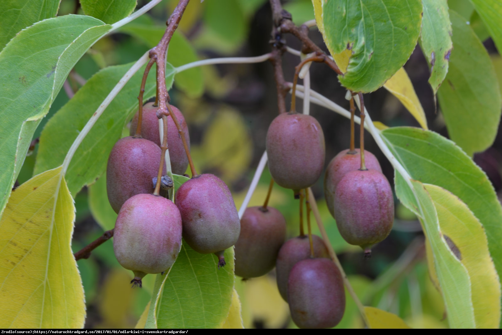 mini Kiwi aktinidia ostrolistna  Kens Red - Actinidia arguta  Ken s Red 