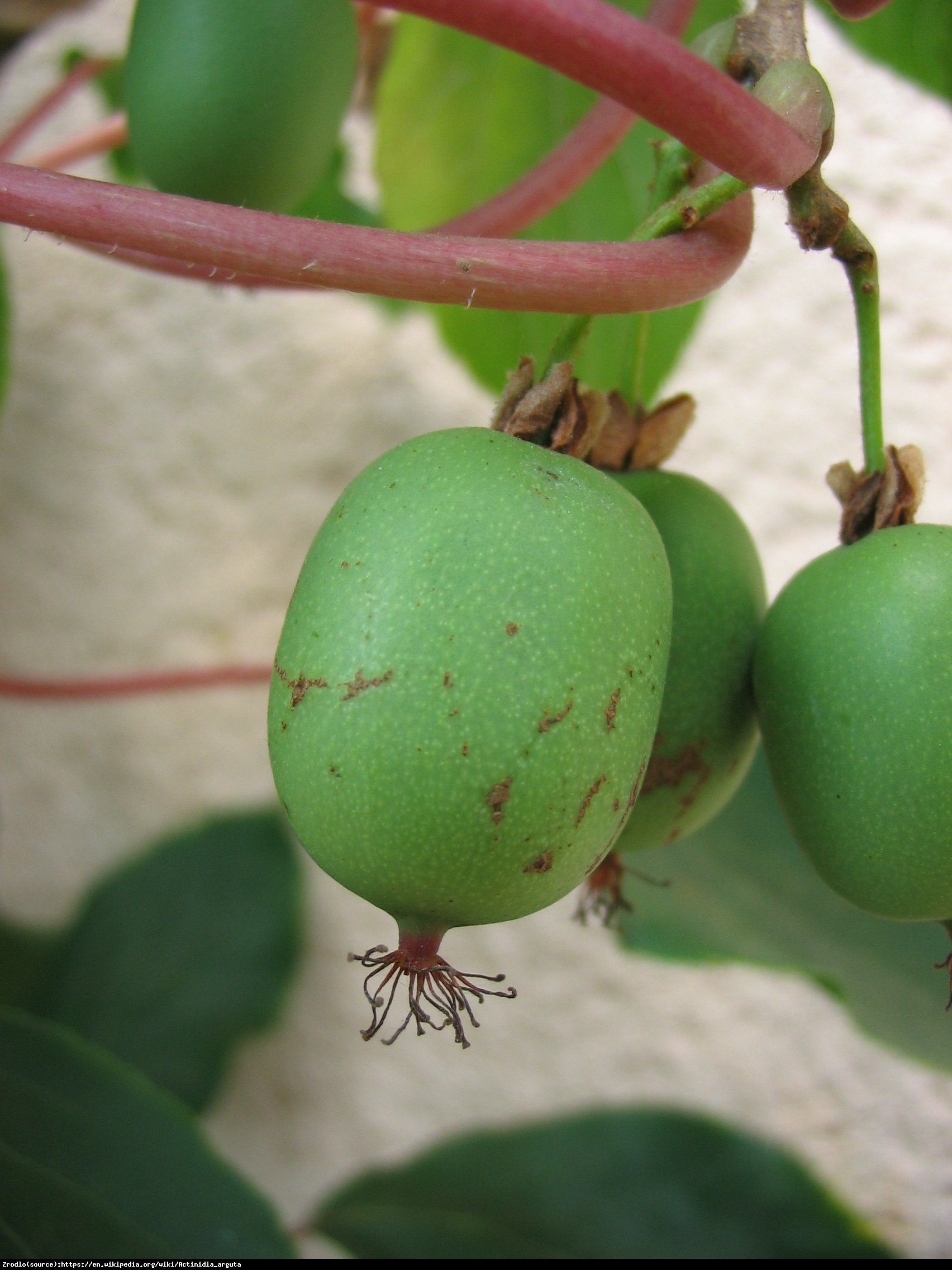 Mini Kiwi aktinidia ostrolistna Weiki Żeńska - Actinidia arguta Weiki Female