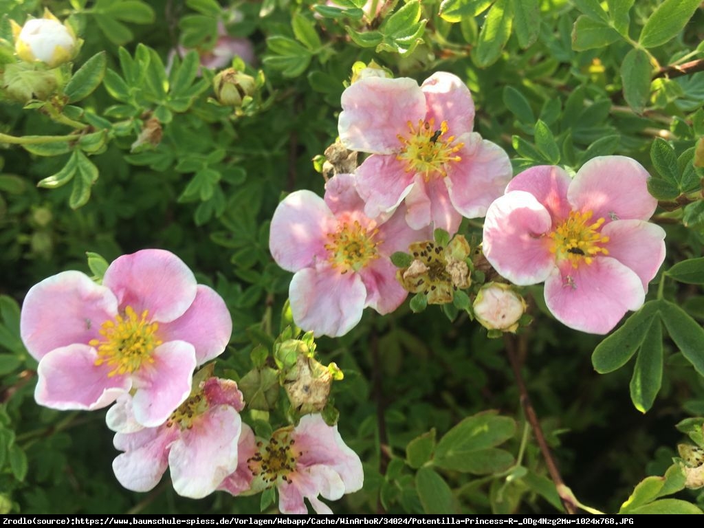 Pięciornik krzewiasty Princess  - Potentilla fruticosa Princess 