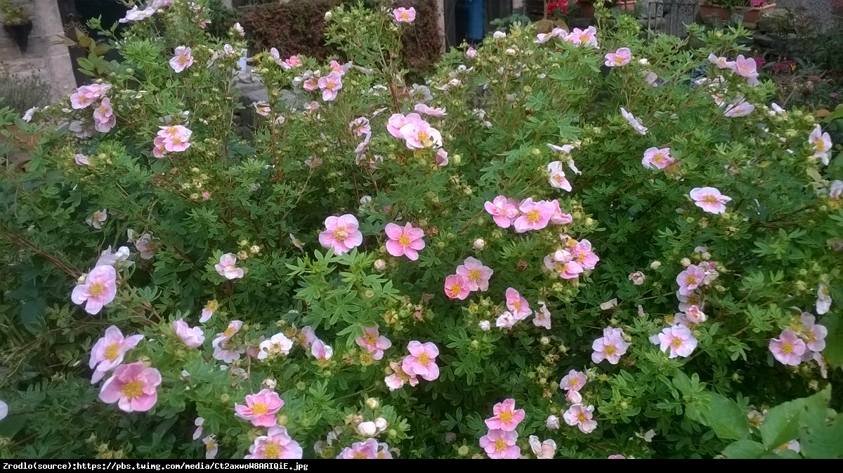 Pięciornik krzewiasty Princess  - Potentilla fruticosa Princess 