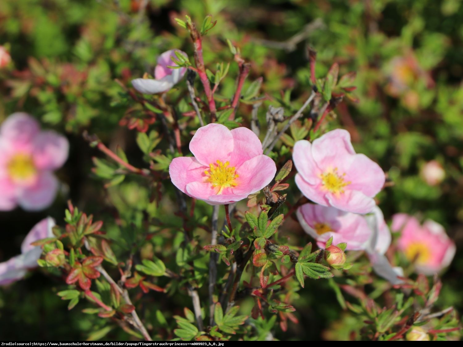 Pięciornik krzewiasty Princess  - Potentilla fruticosa Princess 