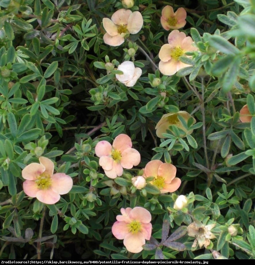 Pięciornik krzewiasty Daydawn  - Potentilla fruticosa Daydawn 