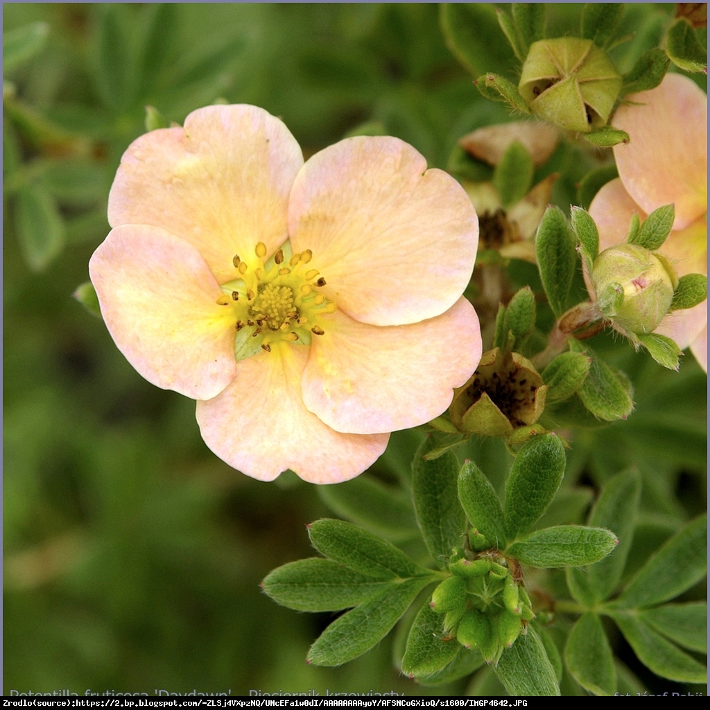 Pięciornik krzewiasty Daydawn  - Potentilla fruticosa Daydawn 