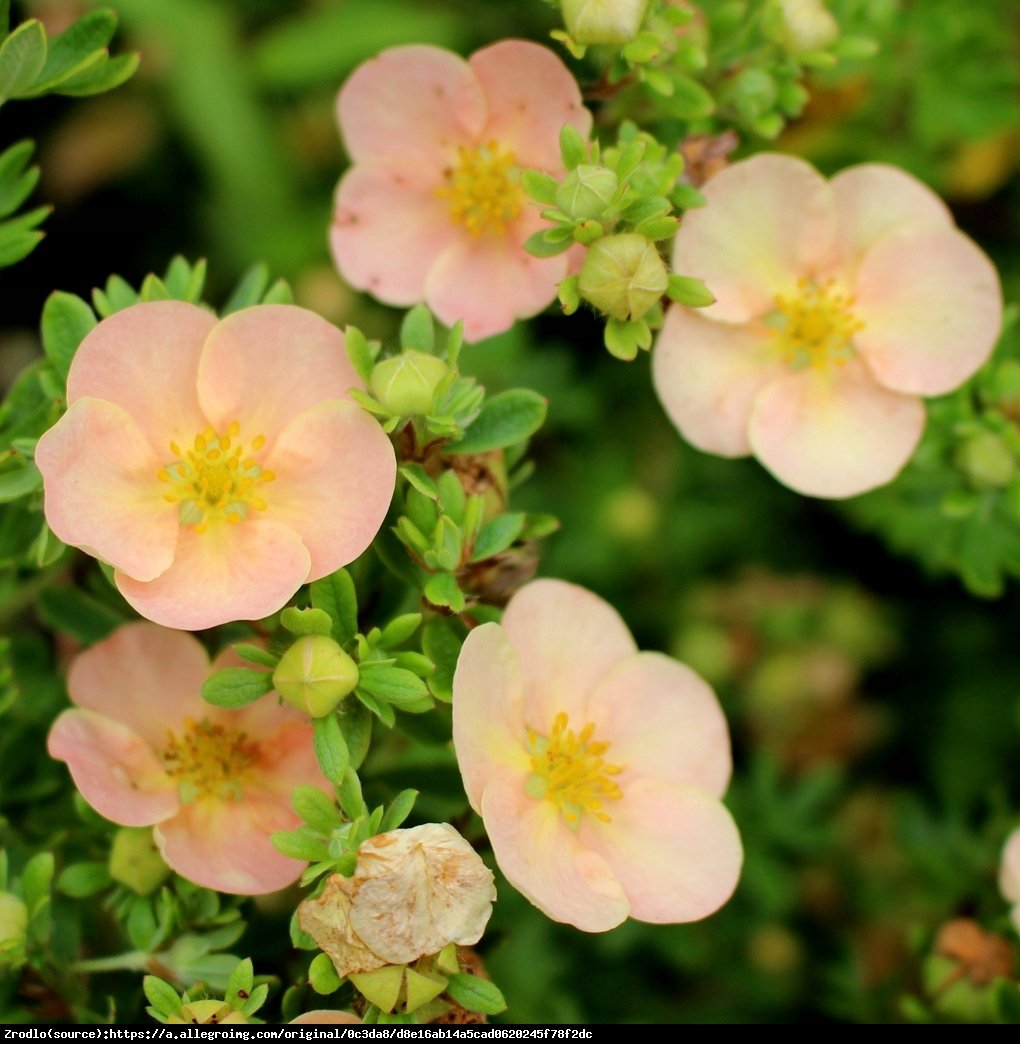 Pięciornik krzewiasty Daydawn  - Potentilla fruticosa Daydawn 