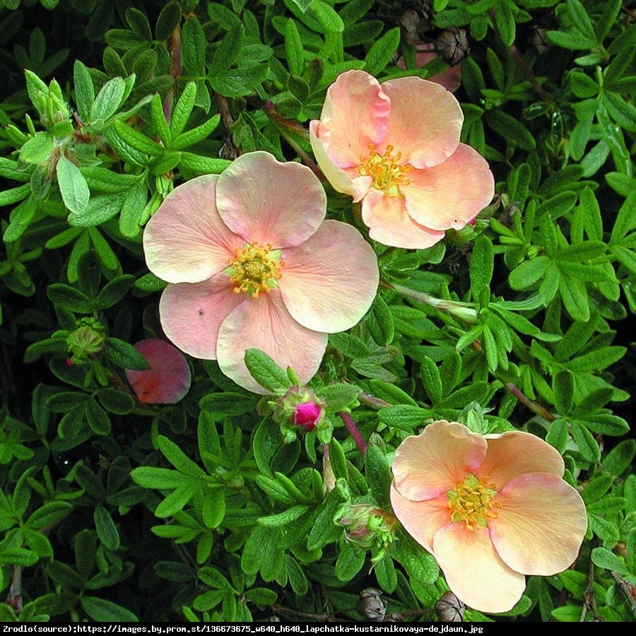 Pięciornik krzewiasty Daydawn  - Potentilla fruticosa Daydawn 