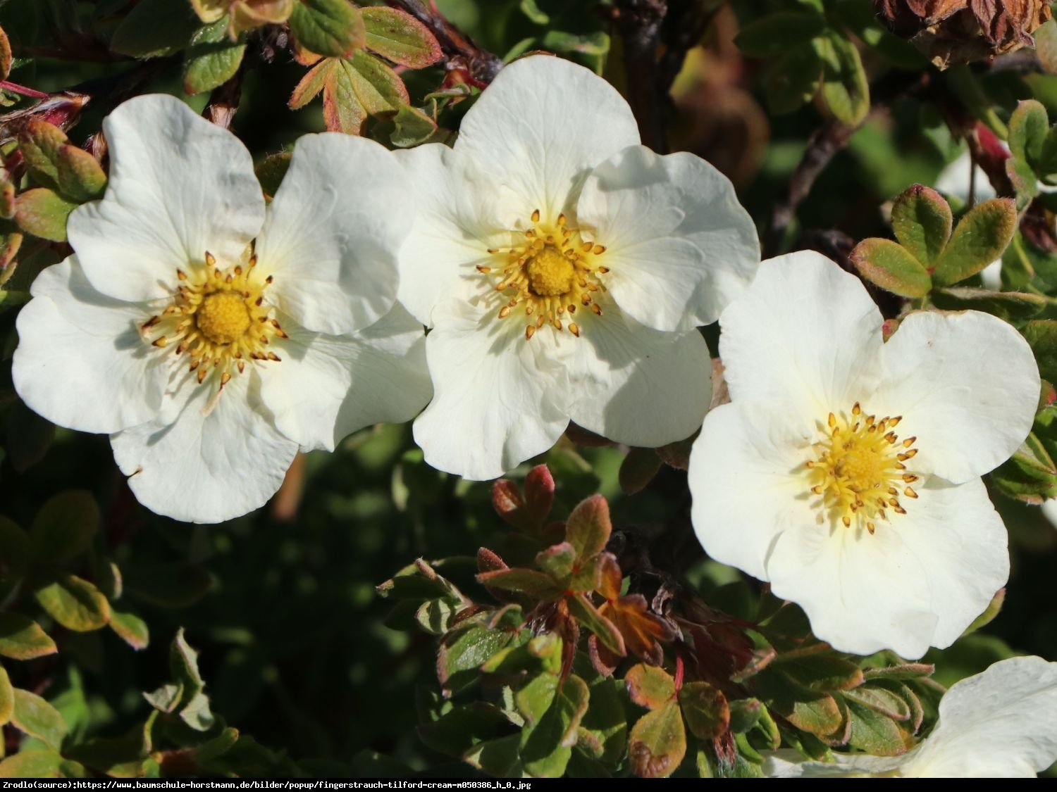 Pięciornik krzewiasty Tilford Cream  - Potentilla fruticosa Tilford Cream 