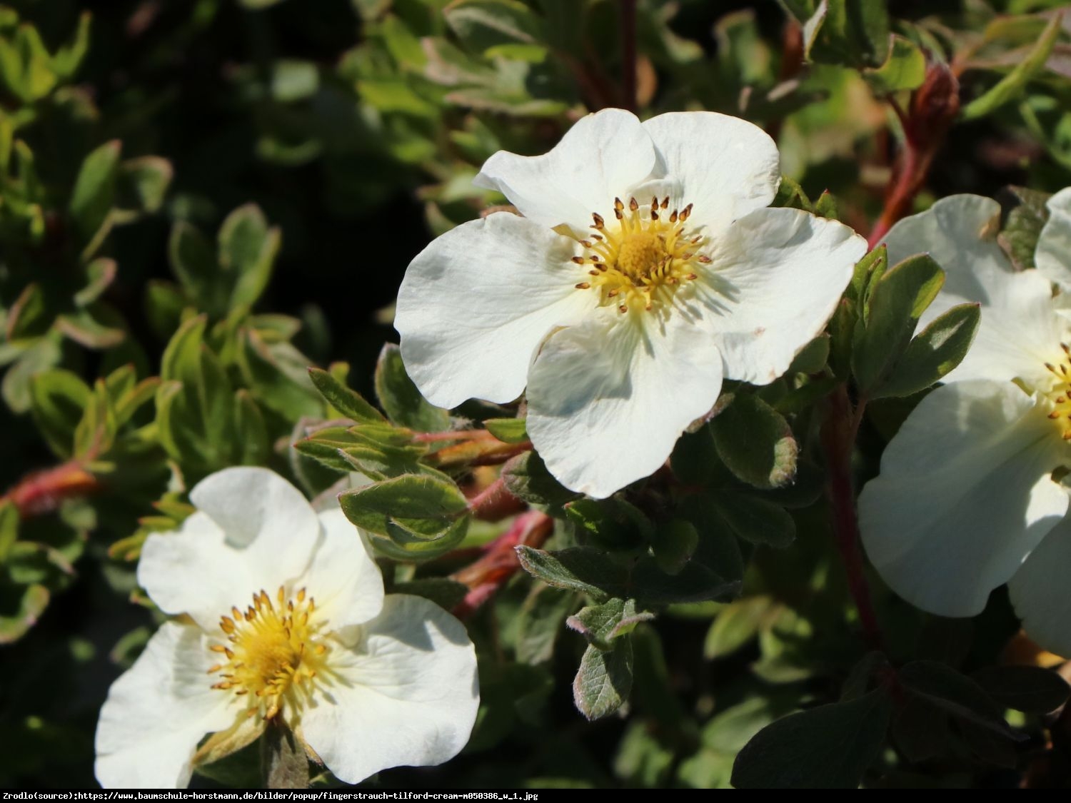 Pięciornik krzewiasty Tilford Cream  - Potentilla fruticosa Tilford Cream 