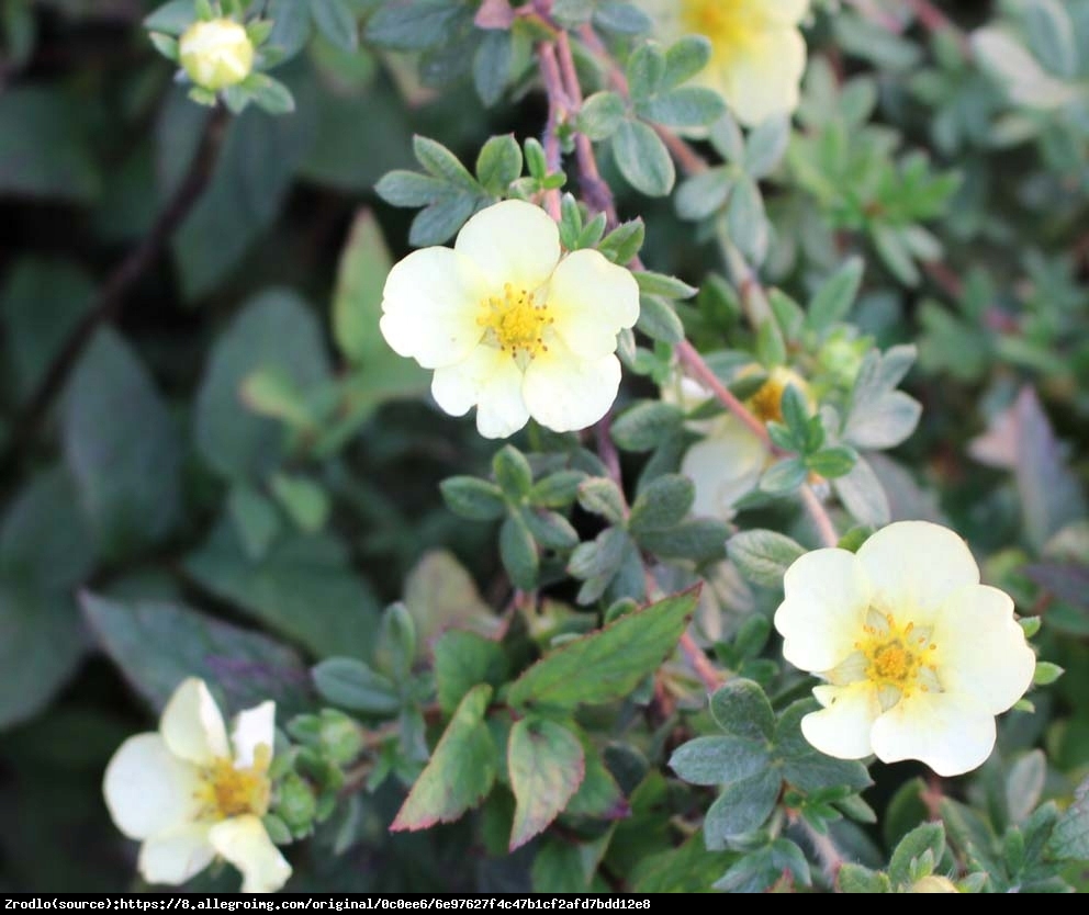 Pięciornik krzewiasty Tilford Cream  - Potentilla fruticosa Tilford Cream 